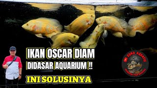 🔘INI SOLUSI IKAN OSCAR YANG SELALU BERADA DIDASAR AQUARIUM ALIAS MOJOK