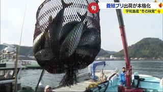 「うまいぞ戸島のブリ！」宇和島で旬のブランドブリ出荷盛ん　寒くなり脂しっかり【愛媛】 (23/12/06 18:30)