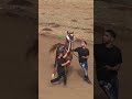 الحصان_العربي الخيل_العربية الحصان قناص الصخرة فروسية الاسطبل الأمريكي سباقات_الخيل