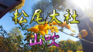 【松尾大社】関西一の山吹の名所！黄金色に染まる