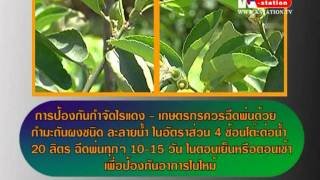 เกษตร ทำเงิน : การเพาะมะนาว 1/2