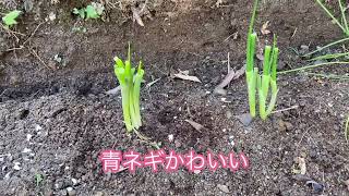 【食糧危機を乗り越えろ】初心者が野菜を育てるとどれくらい収穫できるのか #3 【家庭菜園】