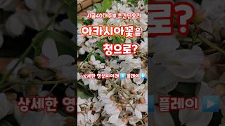 아카시아꽃을 청으로? cheong 괴산유튜브 자연특별시괴산