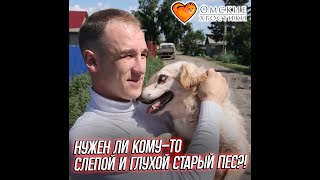 Нужен ли кому-то слепой и глухой старый пес?! | Виспер