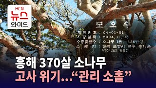 흥해 370살 소나무 고사 위기…\