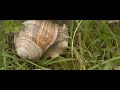 Ślimak winniczek (Helix pomatia) / Roman snail