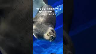 🦭自分がかわいいことを知っているアザラシ🦭inサンシャイン水族館