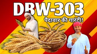 Wheat 🌾 DBW-303 - बेहतर पैदावार की गारंटी | ICAR | IIWBR Karnal