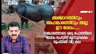 സങ്കടത്തോടെ ഒരു പോത്തിനെ ലേലം ചെയ്ത് മൂന്നുലക്ഷം രൂപയ്ക്ക് വിറ്റ കഥ