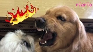 ゴールデンレトリバーがどれだけ温厚な犬かが分かる動画!![Golden Retriever]