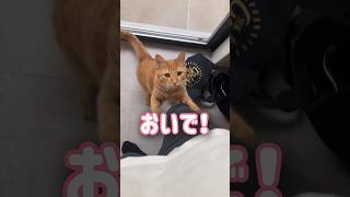 言葉のわかる猫にママがおいで！と言うとまさかの...【保護猫】