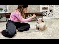 10 important tips for new shih tzu owners