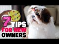 10 Important Tips for New Shih Tzu Owners