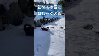 初めての雪にはしゃぐ犬