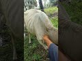 INDUK SAPI PUTIH BERTANDUK!!! Inject vitamin B-kompleks #animals #cow #shorts #viralvideo