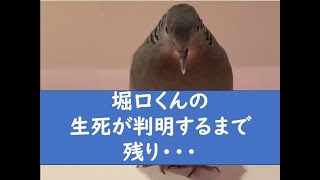 堀口くんの生死が判明するまで残り・・・