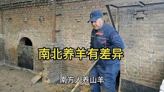 南北方养羊差异在哪里？听放羊老汉唠一唠