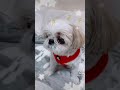 眠いのに反応するねねちゃん💕♯犬♯シーズー♯dog