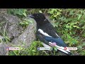 magpie kills great tit l magpie vs great tit l bird killing bird