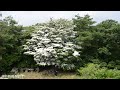 ヤマボウシ満開　神戸・摩耶山天上寺