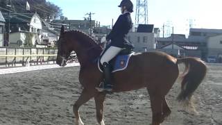 2016.12.10 平成28年度第67回全慶應義塾対全早稲田馬術定期戦 第1競技 JEF馬場馬術競技L1課目2013 松田和佳 慶晃号