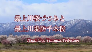 山形県長井市 最上川桜づつみと最上川堤防千本桜 cherry blossoms #最上川桜づつみ #最上川堤防千本桜 #最上川千本桜