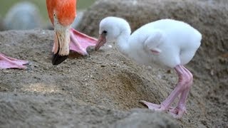 よちよちデビュー　フラミンゴの赤ちゃん誕生