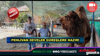 PEHLİVAN DEVELER GÜREŞLERE HAZIRLANIYOR