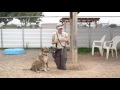 Training Tip Tuesday - How to get dogs to stop digging