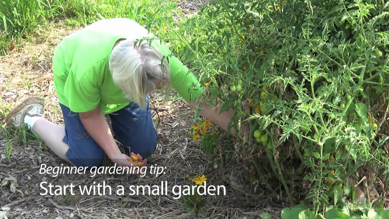 Beginner Gardening Tips Youtube
