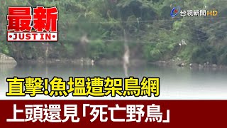 直擊！魚塭遭架鳥網 上頭還見「死亡野鳥」【最新快訊】