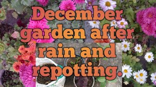 December garden after rain and repotting.@Mysimplegarden1