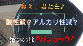 【メダカ】酸性？アルカリ性？怖いのはPHショック！