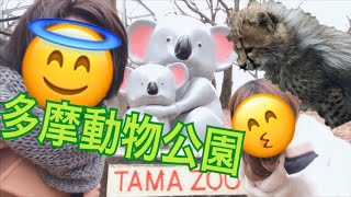 【初投稿】多摩動物公園！赤ちゃんチーター(5つ子)がかわすぎて震え上がる