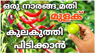 മുളക് കാട് പോലെ വളരും | Kanthari mulaku krishi in malayalam | Pachamulaku krishi tips | Prs Kitchen