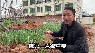 大蒜种植有技巧，记住4个步骤，后期大蒜“个头”大得惊人