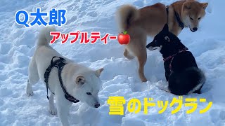 りんご解放！Q太郎と茶太郎とりんごの雪のドッグラン‼️