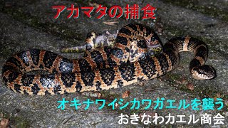 【4K】オキナワイシカワガエルを捕食するアカマタ