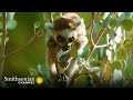 Lemurs Love this Sweet Nectar From a Very Unusual Bug 🦟 Gangs of Lemur Island | Smithsonian Channel