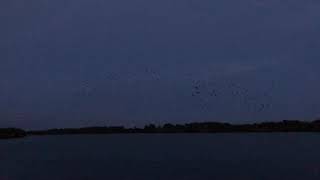 Rooks at Abberton Reservoir