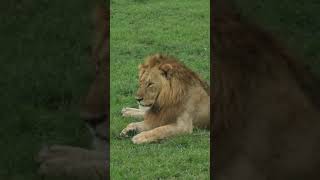 Maasai Mara Sightings Today 29/01/22 (Lions, Cheetah, Hyena, etc) | Zebra Plains | #Wildlife
