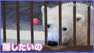 ホッキョクグマの隠すという行動