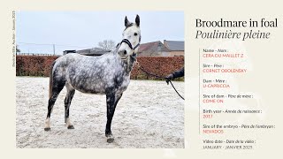 Lot 6 - Broodmare Cera du Maillet Z (by Cornet Obolensky), in foal to Nevados