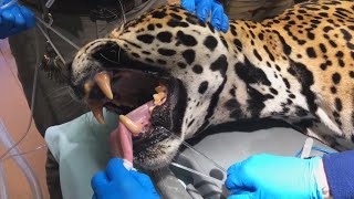 How Do You Clean Your Jaguar's Teeth?