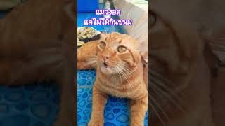 แมวงอลแค่ไม่ให้กินขนม #แมวน่ารัก #cute #ทาสแมว #catvideos #แมวหลง #catshort #น้องแมว #แมวจร