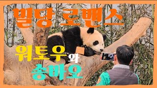 [바오패밀리 함께바오] Ep.84 후딱딱과 워토우의 밀당 로맨스 (feat. 툥바오) | Panda World