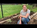 planting lavender in clay soil