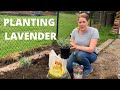 PLANTING LAVENDER in Clay Soil