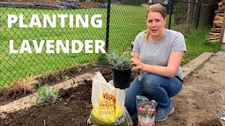 PLANTING LAVENDER in Clay Soil