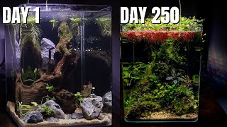 HOW TO NO FILTER AQUARIUM - 250 DAYS TRANSFORMATION!